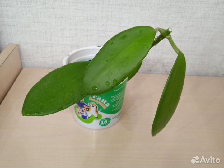 Продам хойи