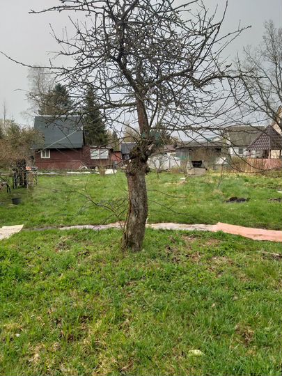 Участок 6,5 сот. (СНТ, ДНП)
