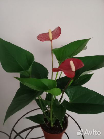 Антуриум Андре красный