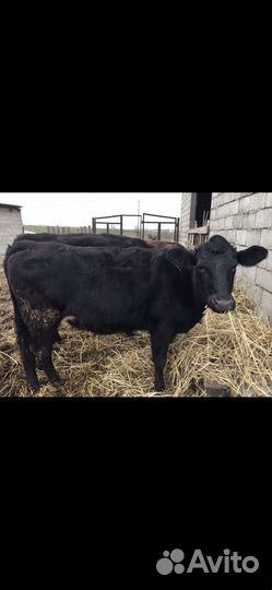 Тёлки Абердин Ангус