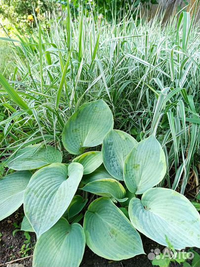 Садовые цветы многолетники