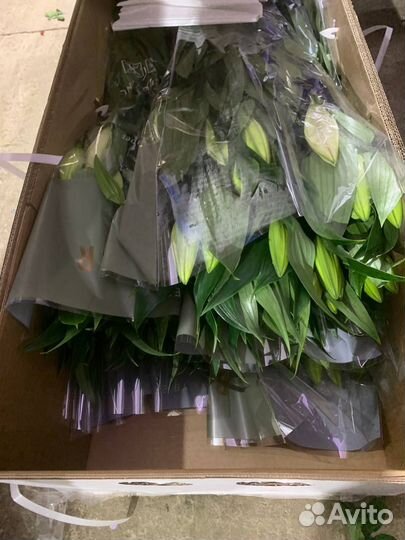 Срезка лилии оптом