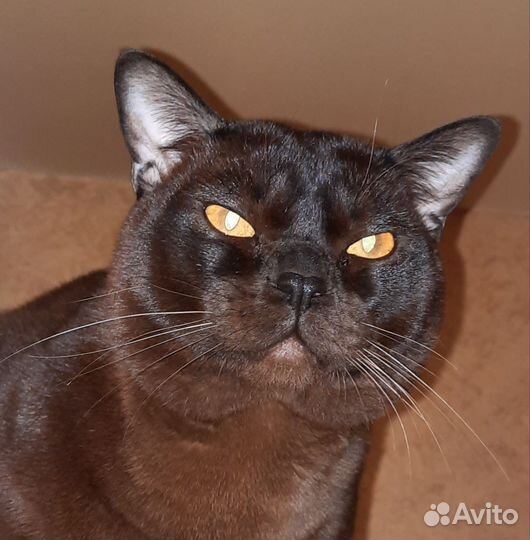 Котята европейской бурмы