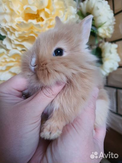 Карликовый кролик