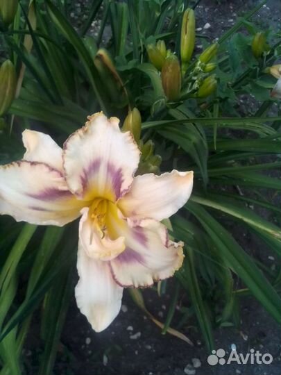 Лилейники сортовые