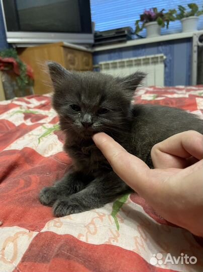 Милейшие котята смесь шотландки и британца