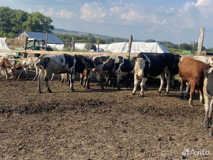 Быки на мясо