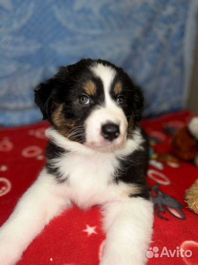 Щенки аусси