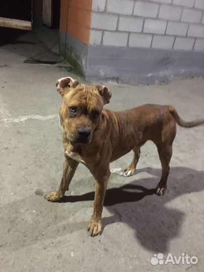 Алано эспаньол вязка