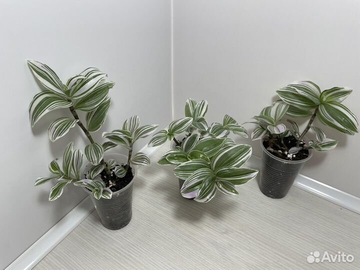 Традесканции разные