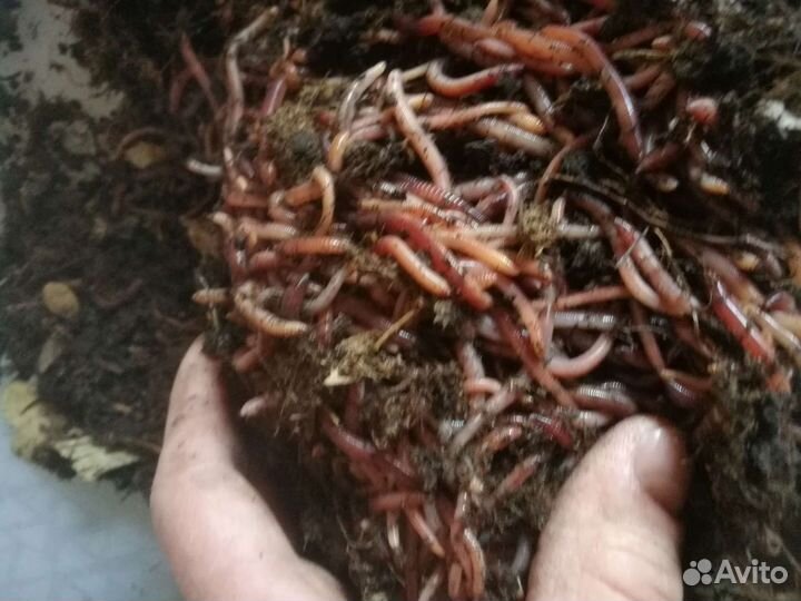 Червь дендробена венета