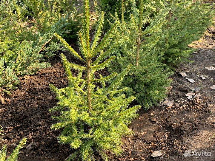 Ель обыкновенная саженцы
