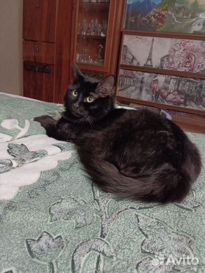 Красивый котик в добрые руки- 2 года