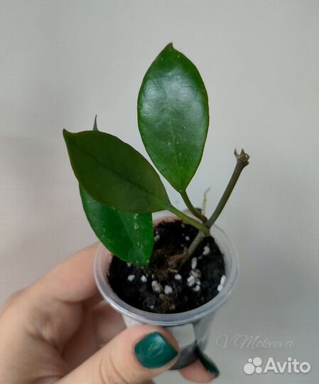 Хойя разные