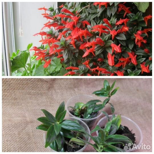 Комнатные цветы