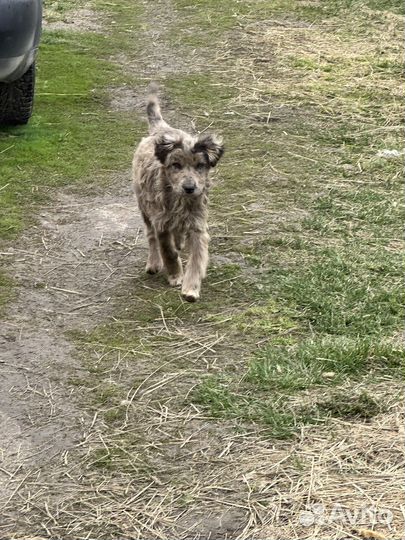 Щенок в добрые руки