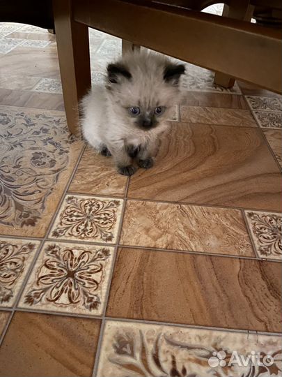 Продается котенок