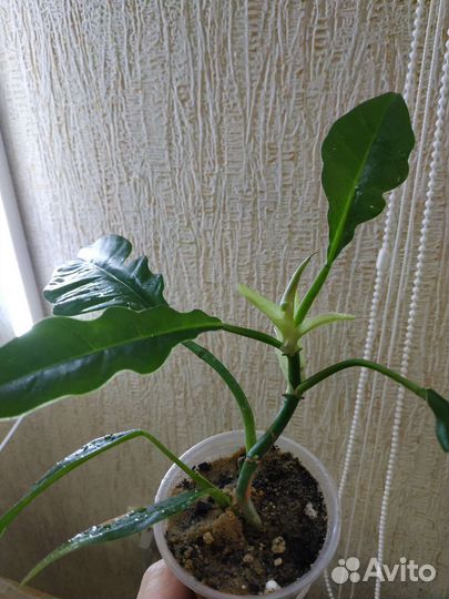 Филодендрон Narrow Escape