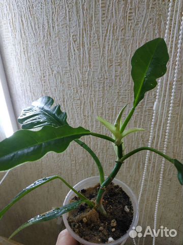 Филодендрон Narrow Escape