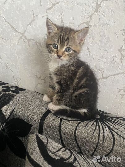 Котенок (девочка)