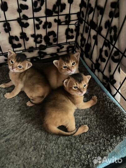 Абиссинские котята