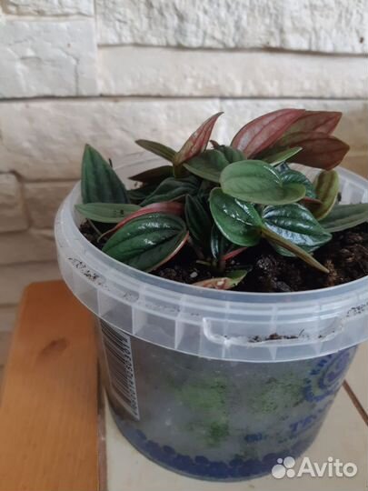 Пеперомия россо