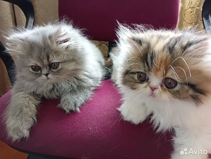 Персидские лапочки