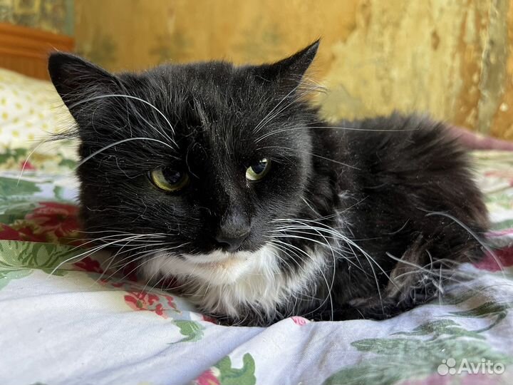 Кот Миша ищет дом