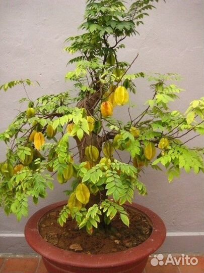 Саженцы экзотических плодов