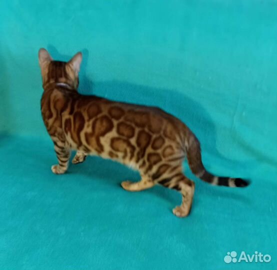 Бенгальский кот вязка