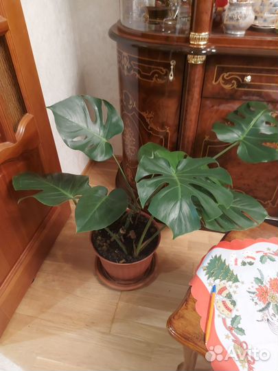 Комнатные цветы Монстера