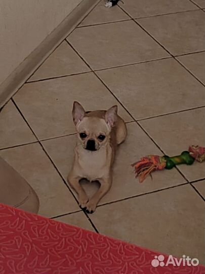 Девочка чихуахуа