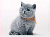 Gatos british shorthair