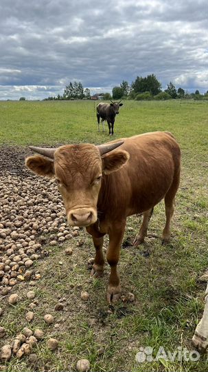 Быки герефорд и сементал