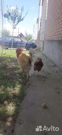 Куры ломан Браун