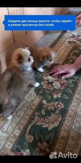 Шпицы разных окрасов. Доставка из Челябинска