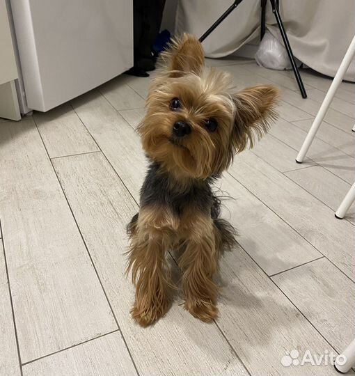 Вязка. Мини-йорк ищет подружку