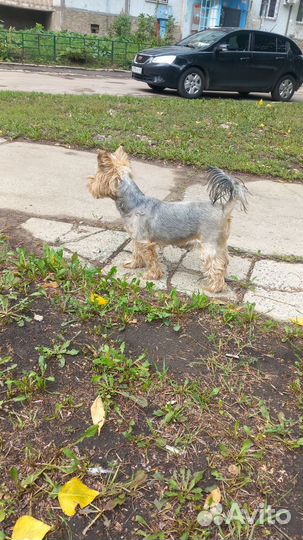 Йоркширский терьер, мальчик