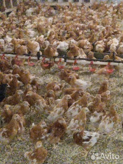 Цыплята- курочки Ломан Браун и помесные, 2 месяца