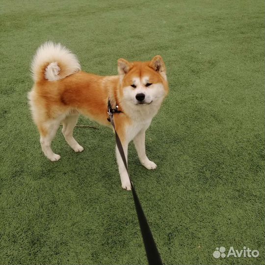 Акита ину вязка