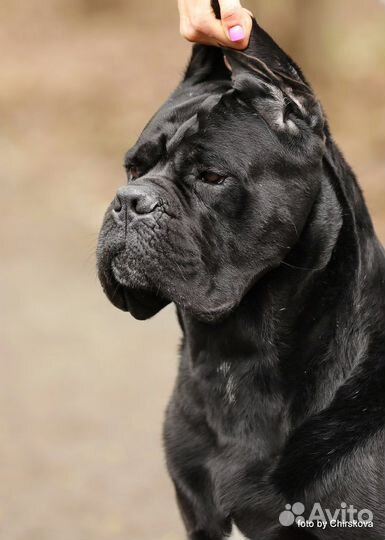 Кане Корсо вязка