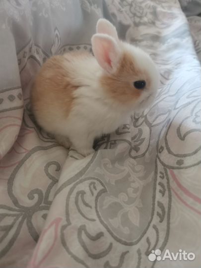 Декоративные кролики