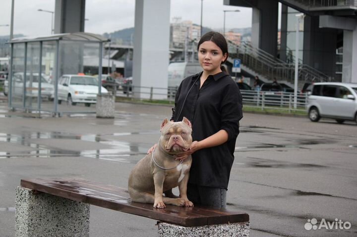 Американский булли вязка