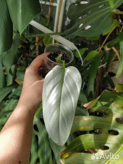 Филодендроны и другие ароидные