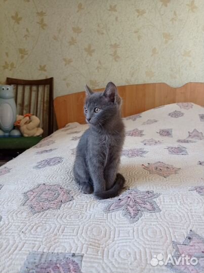 Кошечка Ириска