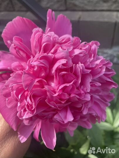 Пионы большими кустами -цветущие