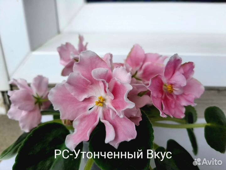 Сортовые фиалки