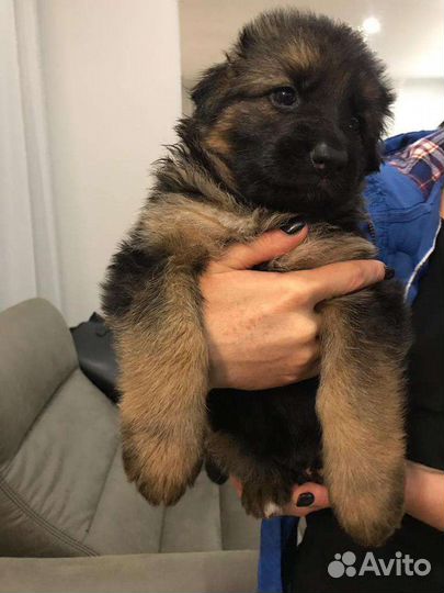 Щенки немецкой овчарки длинношерстной