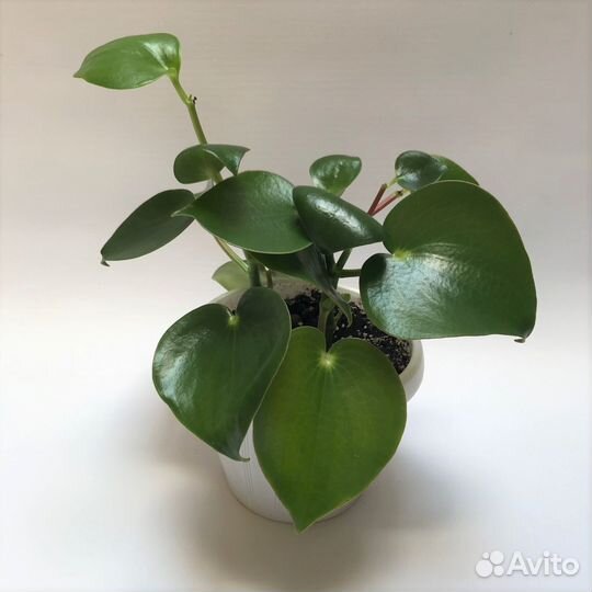 Пеперомия Рейндроп