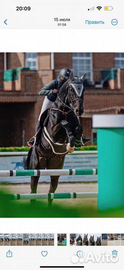 Кобыла конкур